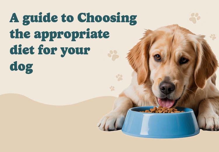 Right Diet for Your Dog